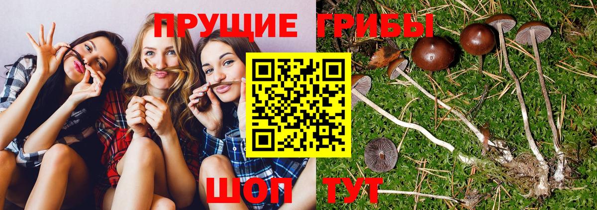 купить  сайты  Галлюциногенные грибы Psilocybine cubensis  Вход с VPN  Нефтекумск 